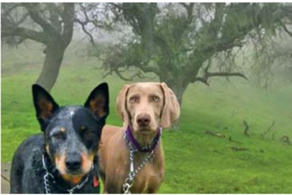 BARK Ranger - Parks and Recreation - County of Santa Clara