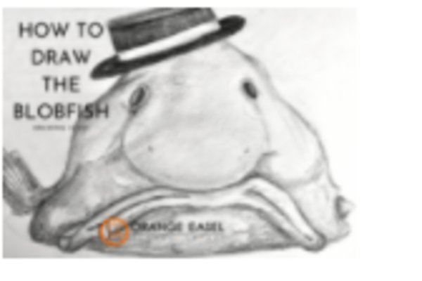 Dibujo avanzado: Cómo dibujar un pez globo | Orange Easel | Liberty |  